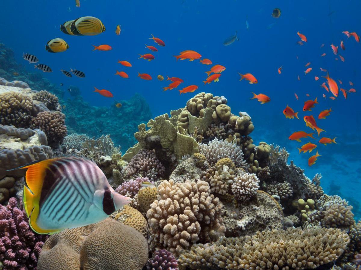 Hotel Club In - Coral